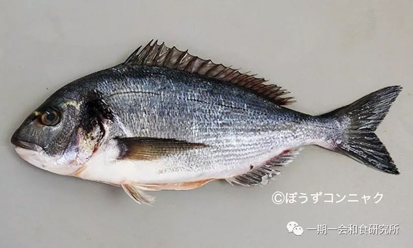日本的代表鱼鲷鱼