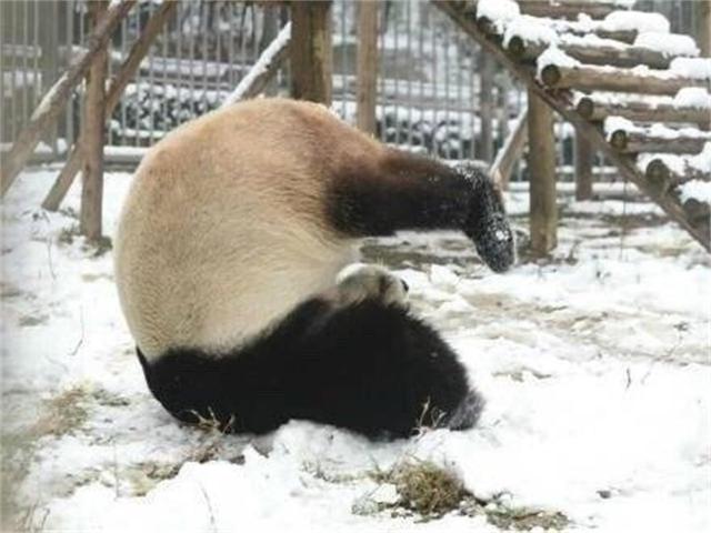 大熊貓見到雪後像南方人似的撒歡，網友：感覺喵生到達了高潮！ 寵物 第4張