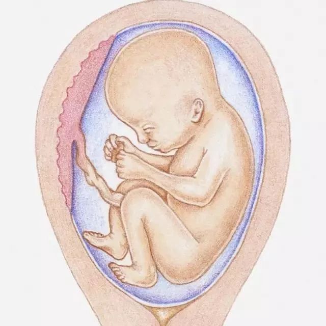 怀孕110月胎儿生长发育图赶紧收了