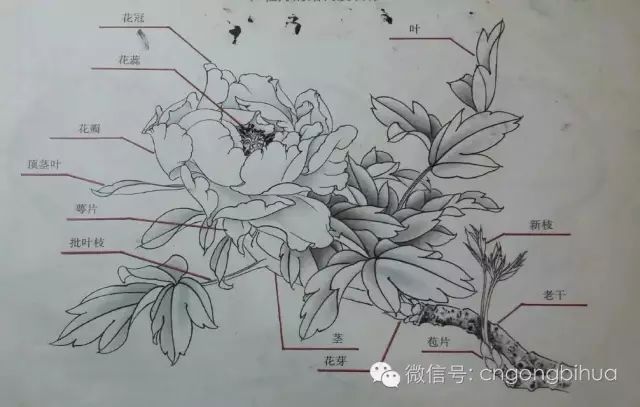 牡丹花的结构及其表现方法