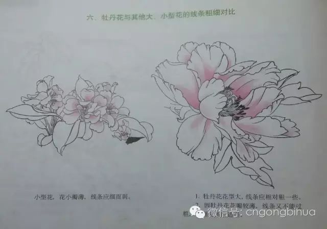 牡丹花的结构及其表现方法