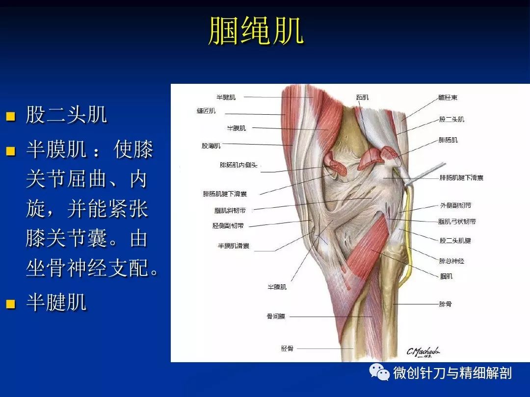 膝关节精细解剖