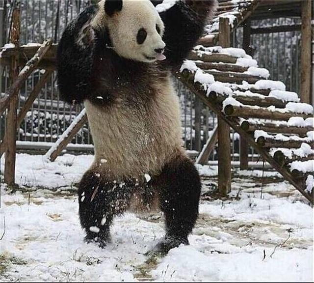 大熊貓見到雪後像南方人似的撒歡，網友：感覺喵生到達了高潮！ 未分類 第3張