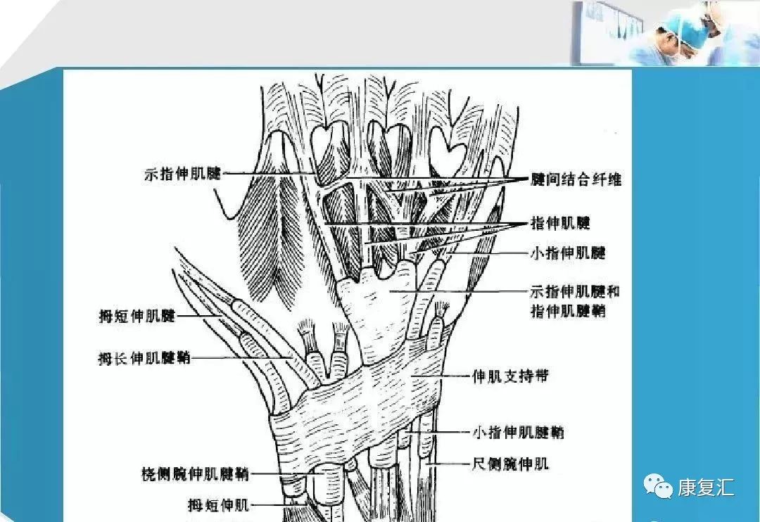 【康复基础】手部肌腱解剖及功能