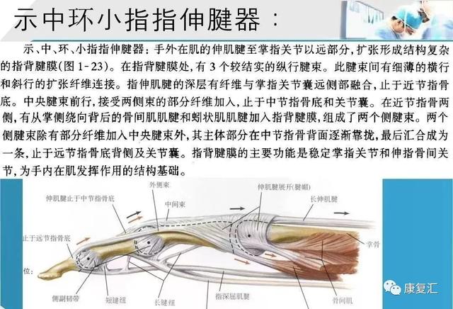 「康复基础」手部肌腱解剖及功能