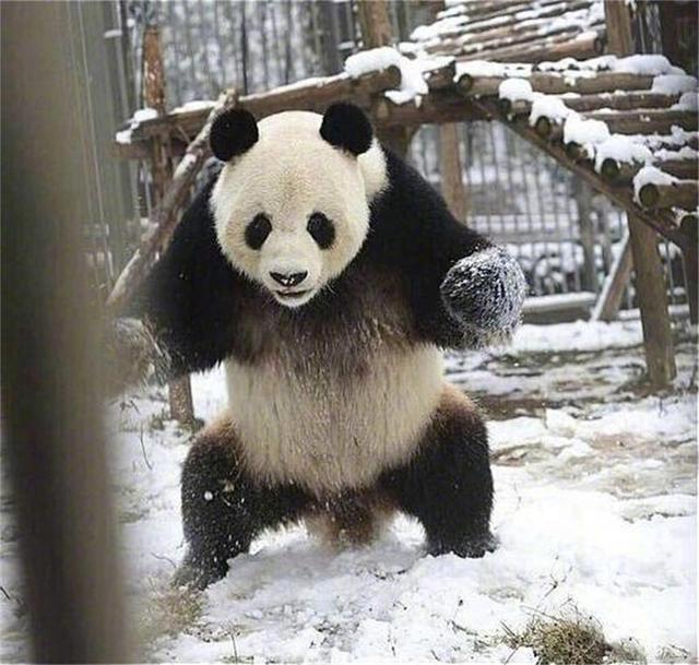 大熊貓見到雪後像南方人似的撒歡，網友：感覺喵生到達了高潮！ 寵物 第2張