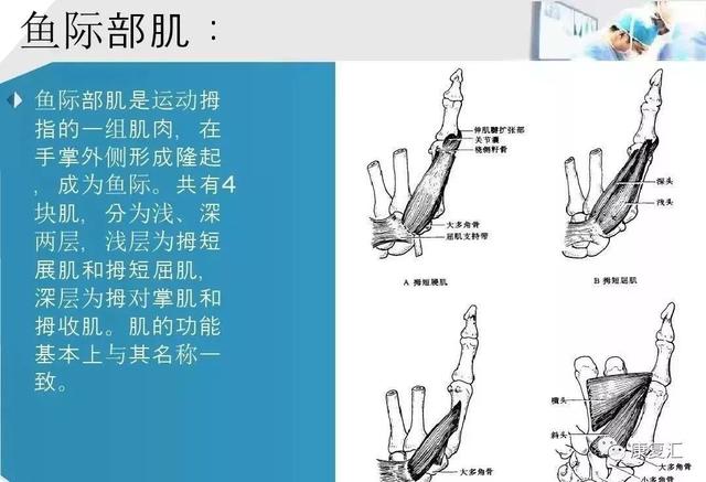 「康复基础」手部肌腱解剖及功能