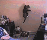 搞笑GIF圖片：做貓，姿勢一定要帥 生活 第6張