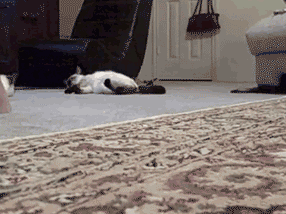 搞笑GIF圖片：做貓，姿勢一定要帥 生活 第5張