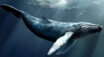 海浪鲸鱼猜什么成语_鲸鱼海浪油画