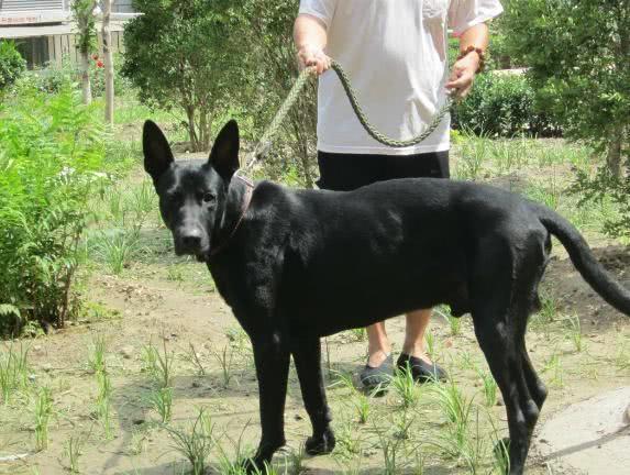 中華狼犬中，它們被稱為狼犬四重奏，其中它因歷史問題，被人排斥 未分類 第3張