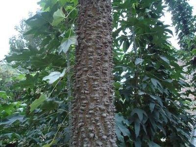 人称"钉子树",树叶20一斤,采摘很难,因为树干长满刺!