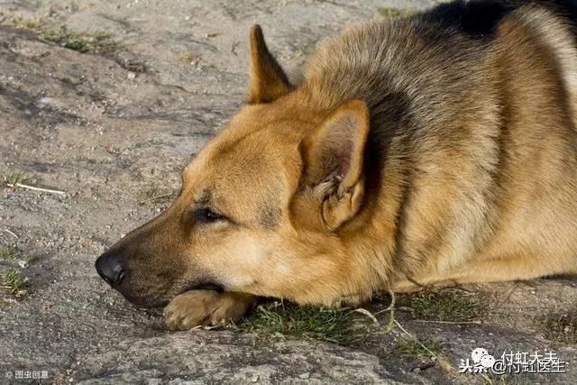 狂犬病人口水_狂犬病图片发作的图片