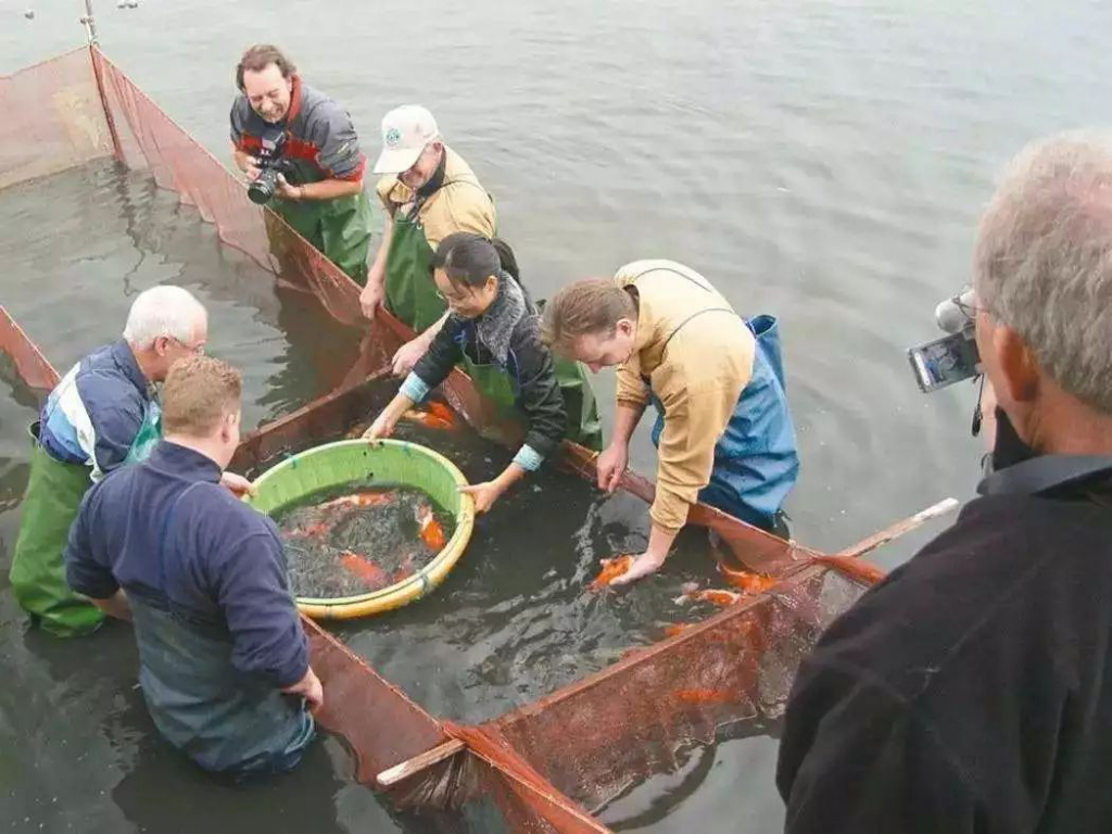 最牛養魚人：26歲欠債2億，她從清華輟學養魚，一條賣了1500萬 財經 第6張