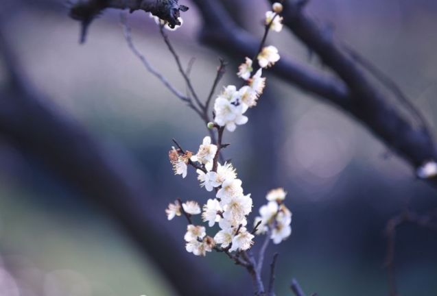 匆匆岁云暮,又见早梅芳.客晓