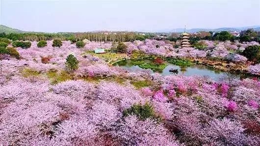 这地方必须曝光三岭山森林公园迎春樱花艺术节美得不要不要的门票还