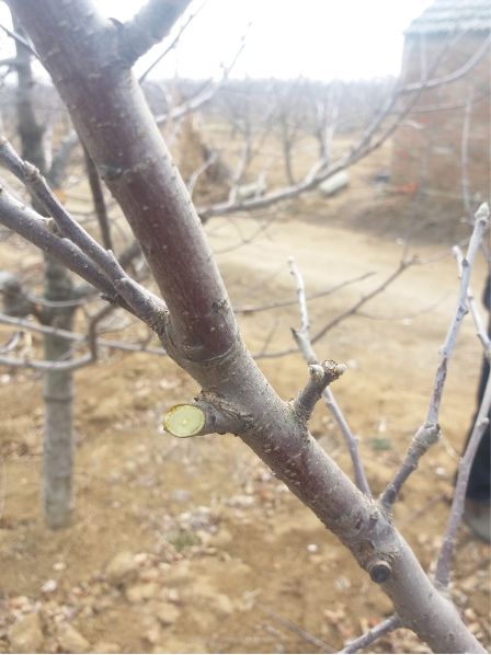 果树修剪细节,请记牢!