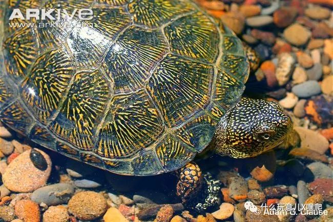 「龟种学堂」石纹水龟,加州泽龟,斑石龟都是它!