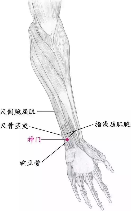 位于尺侧腕屈肌腱和指浅屈肌腱之间,尺动脉处(其尺侧或桡侧),在豌豆骨