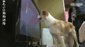 網友說他家狗子總喜歡霸占電視看個不停，為了看電視，我家狗子竟做出... 未分類 第4張