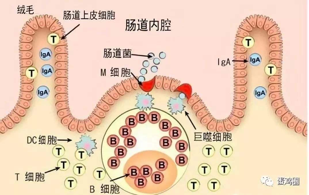 增强肠道免疫力