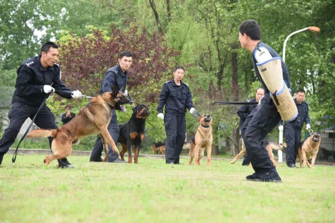 南京警犬支队邀请小学生到基地和警犬互动,这才是爱狗正能量!