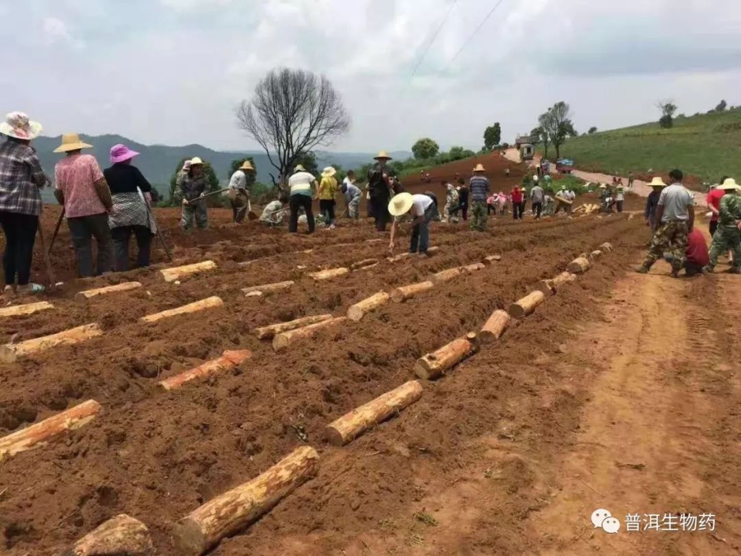 宁洱县这家企业,种植生产滇茯苓做出了名堂