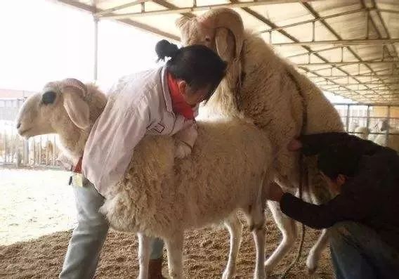 养羊知识:怎么让羊多产羔_母羊