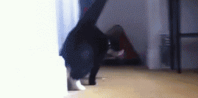 搞笑GIF圖片：做貓，姿勢一定要帥 生活 第2張