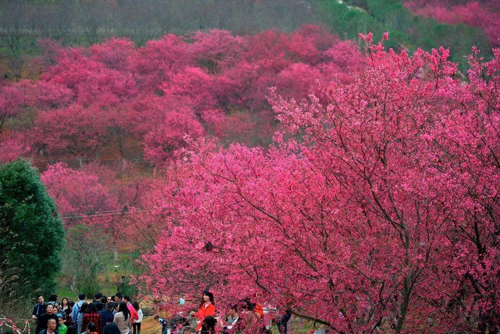 樱花公园 花期:1月到3月 坐标:韶关市浈江区新韶镇东山村 自驾路线:①