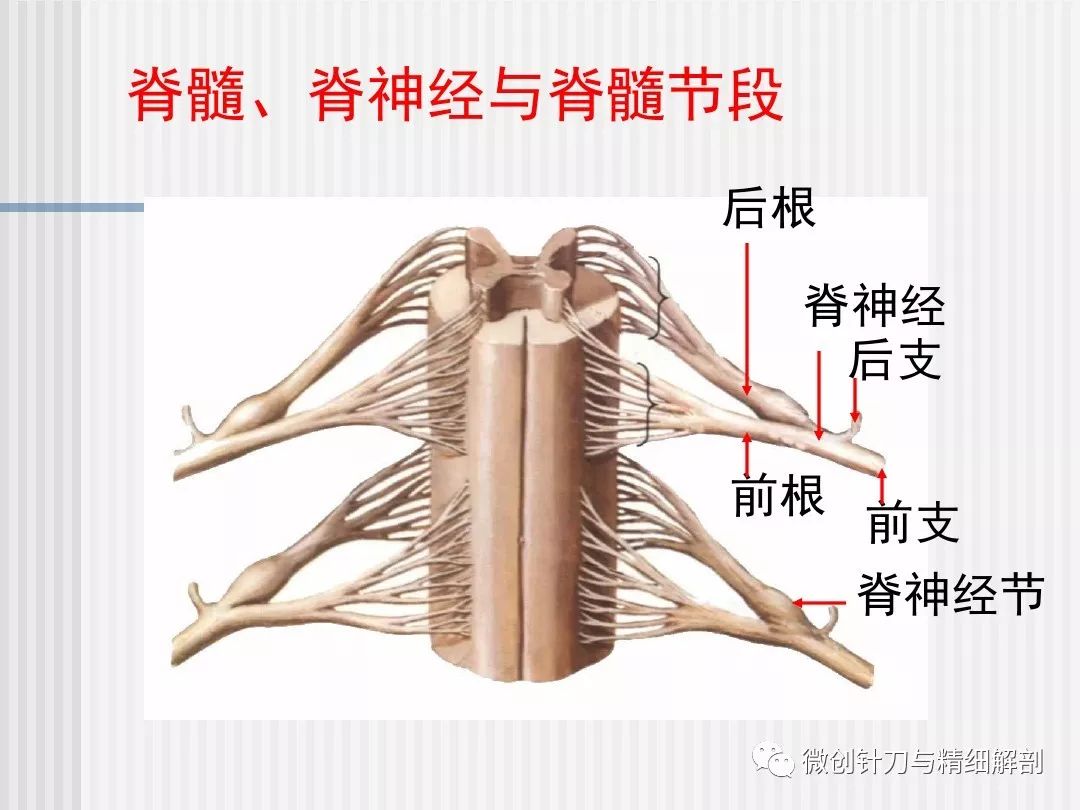 脊柱,脊髓应用解剖