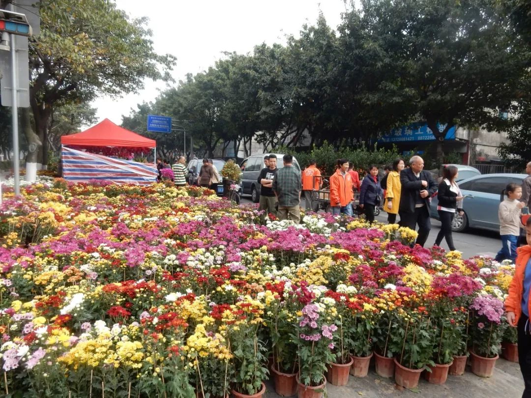 张槎迎春花市今日"开市"啦!多图实拍带你逛花街