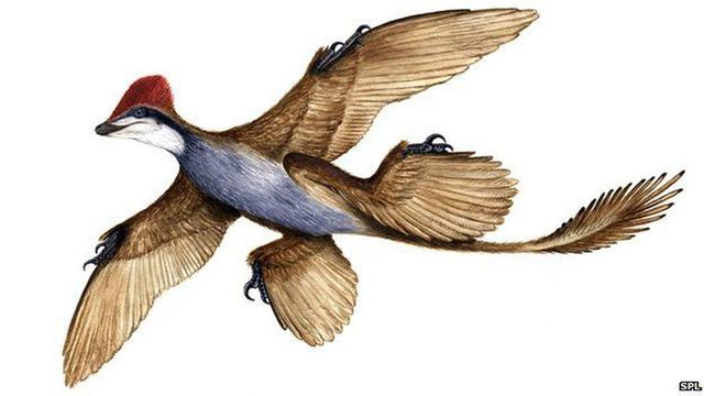 鸟类怎么进化到会飞的 1.6亿年前近鸟龙羽毛化石揭示其中奥秘