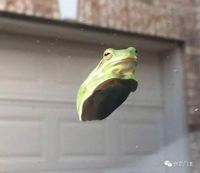 这只青蛙坐在挡风玻璃上.