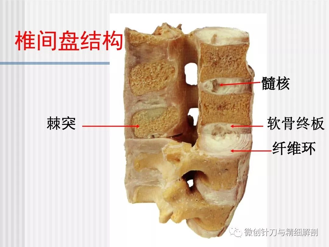 脊柱,脊髓应用解剖