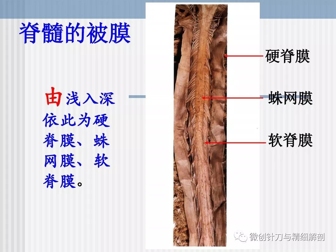 脊柱,脊髓应用解剖