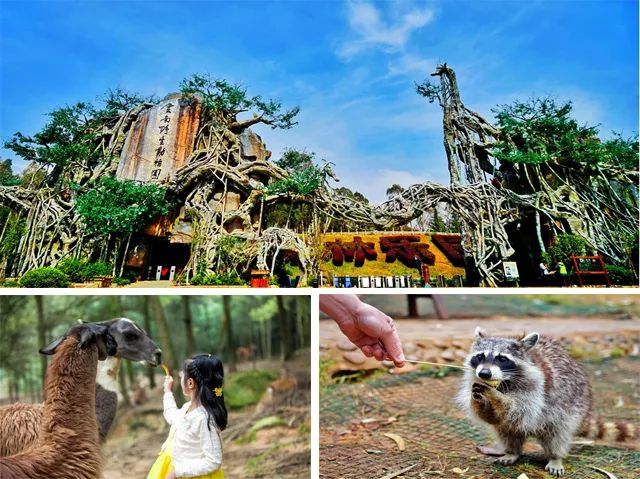 云南野生动物园是一个大型的野生动物保护科研基地,也是云南"动物