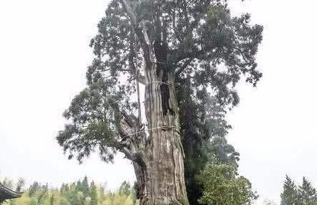 世界上最堅強的樹，已經存活了1500年，維持生命全靠鋼筋和營養液 未分類 第1張