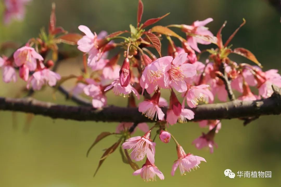 樱花(未定名)红花高盆樱花观赏点:生物园'中国红'樱花观赏点:生物