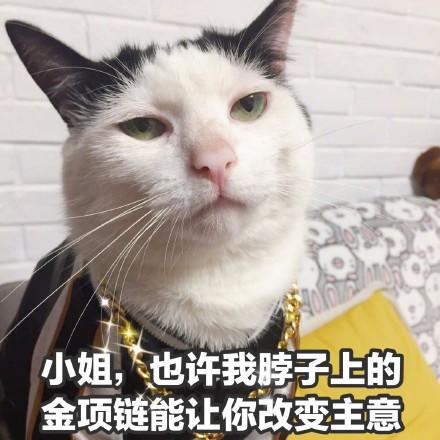 猫咪撩妹表情包:你是我见过女孩子中最美又最可爱的一