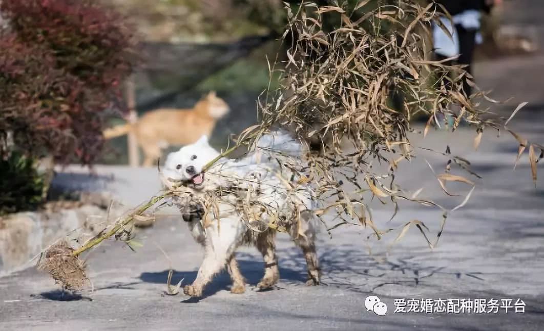 過年回家我的狗怎麼辦？或許有個BigSurprise！等著你 未分類 第7張