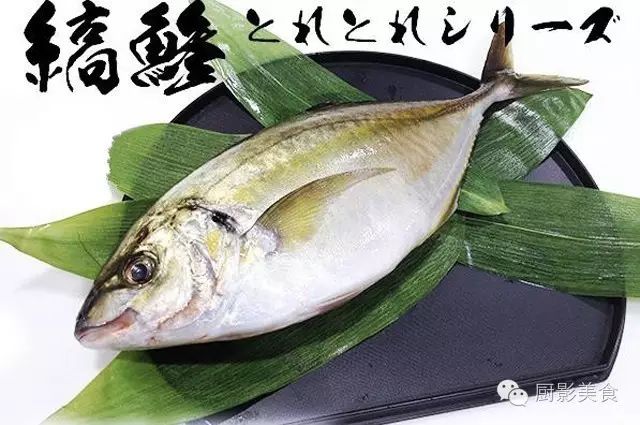 日料最顶级的59种鱼