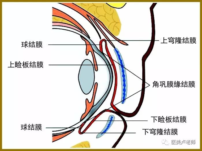 结膜为一层薄而透明的粘膜组织,覆盖在眼睑后面和眼球前面,分睑结膜