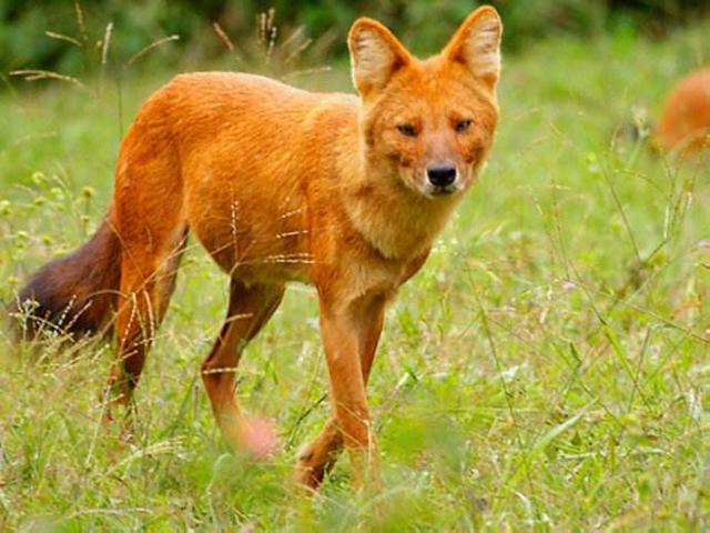 比非洲鬣狗還「無恥」，這種動物，在森林中，老虎都怕！ 未分類 第3張