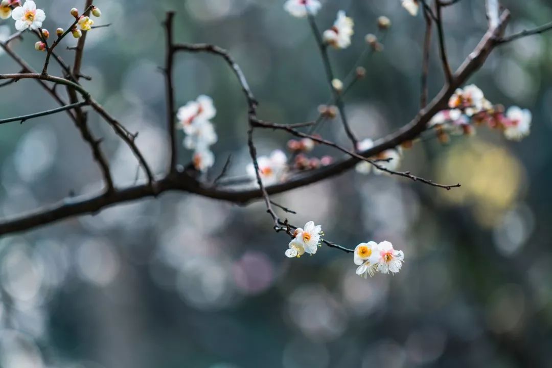 谁说梅花没有泪动态曲谱_谁说梅花没有泪图片