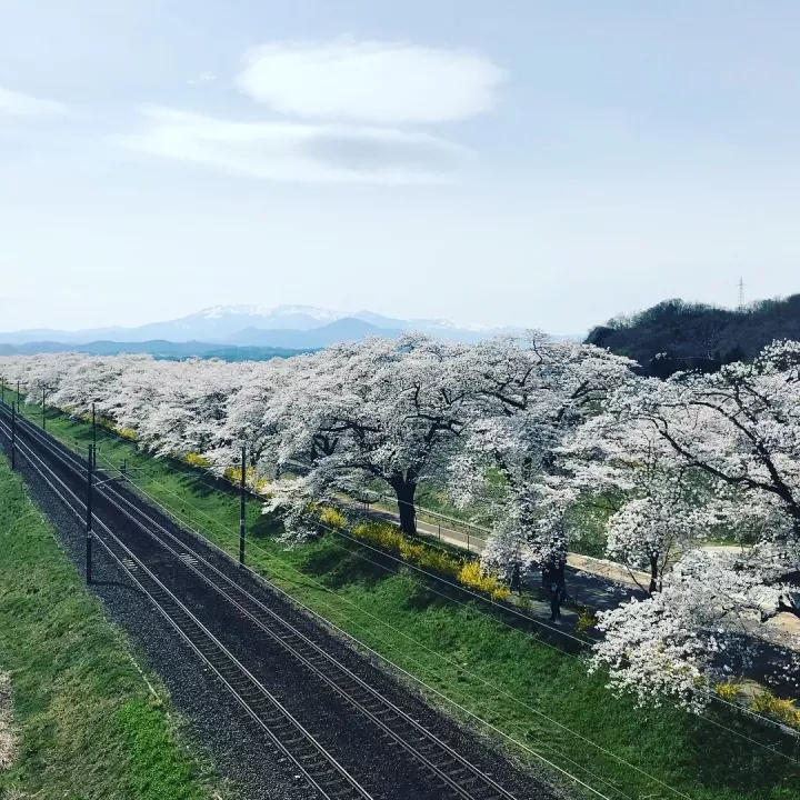 樱花用日语怎么说