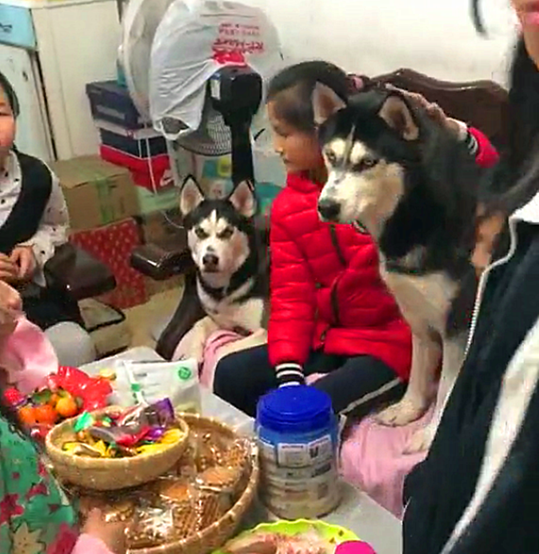 原創
            二哈招小朋友，小區的孩子都跑家裡來看狗，把狗主的零食都吃光了 未分類 第2張