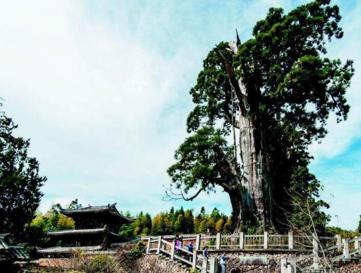 世界上最堅強的樹，已經存活了1500年，維持生命全靠鋼筋和營養液 未分類 第3張