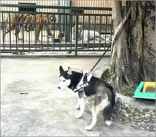 二哈拆家屢教不改，男主將它拴在老虎旁邊，隔天去看頓時不淡定了 寵物 第1張