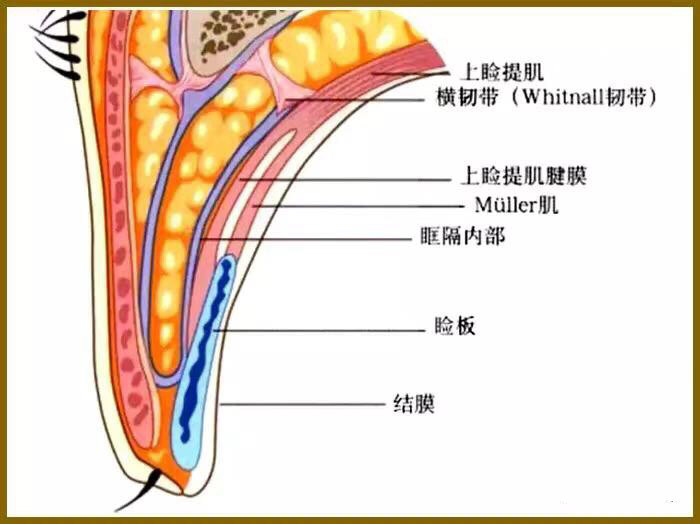 眼睑的组织结构与重睑术 (转载)